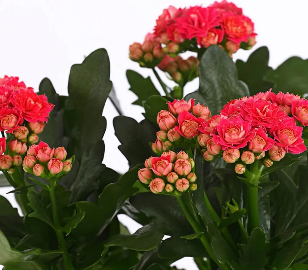 Dehner Sukkulenten|Kalanchoen - Flammendes Käthchen - Kalanchoe blossfeldiana, gefüllt Pink