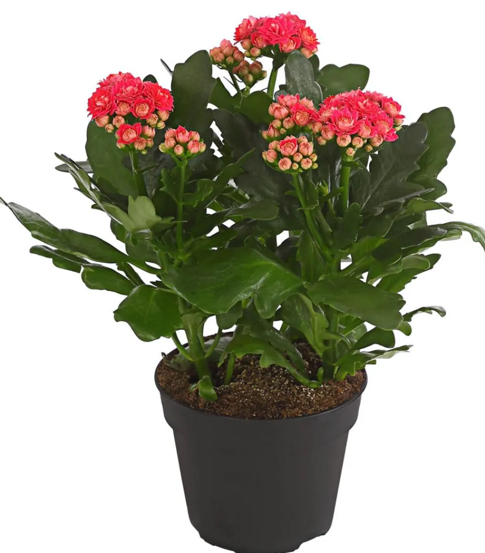 Dehner Sukkulenten|Kalanchoen - Flammendes Käthchen - Kalanchoe blossfeldiana, gefüllt Pink