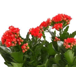 Dehner Sukkulenten|Kalanchoen - Flammendes Käthchen - Kalanchoe blossfeldiana, gefüllt Rot