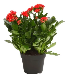 Dehner Sukkulenten|Kalanchoen - Flammendes Käthchen - Kalanchoe blossfeldiana, gefüllt Rot