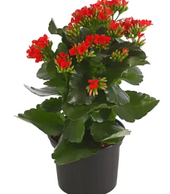 Dehner Sukkulenten|Kalanchoen - Flammendes Käthchen - Kalanchoe blossfeldiana Rot