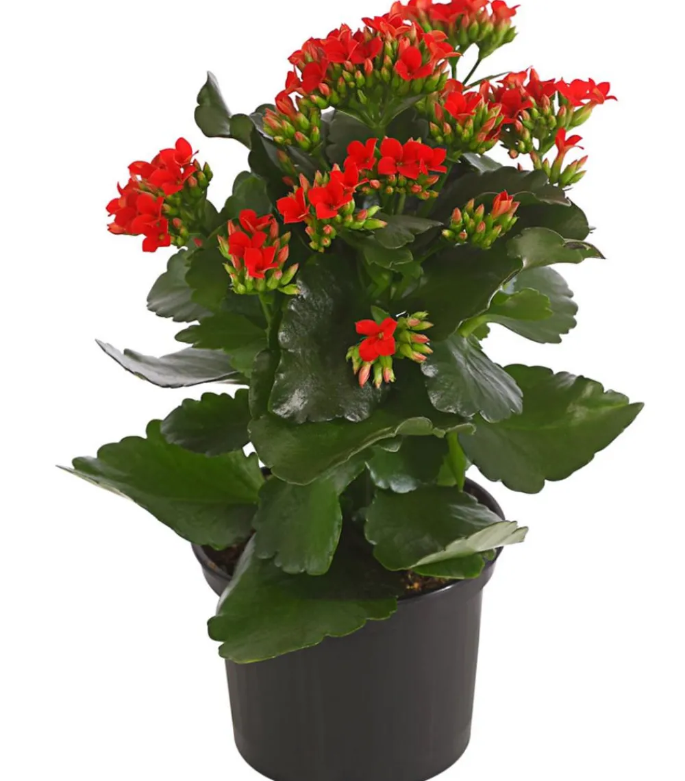 Dehner Sukkulenten|Kalanchoen - Flammendes Käthchen - Kalanchoe blossfeldiana Rot