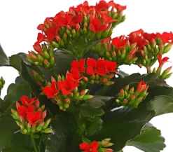 Dehner Sukkulenten|Kalanchoen - Flammendes Käthchen - Kalanchoe blossfeldiana Rot