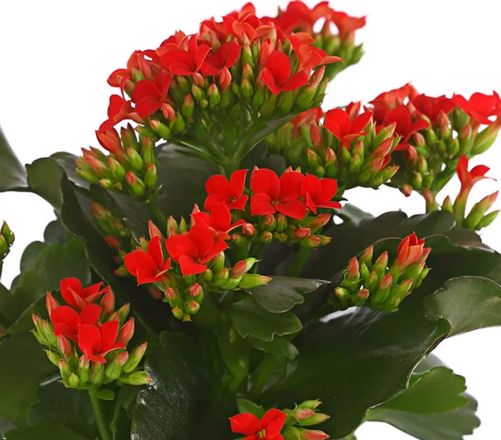 Dehner Sukkulenten|Kalanchoen - Flammendes Käthchen - Kalanchoe blossfeldiana Rot