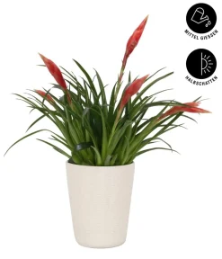 Dehner Bromelien|Zimmerpflanzen Mit Übertopf > Flammendes Schwert - Vriesea Multiflora 'Astrid', in Keramik
