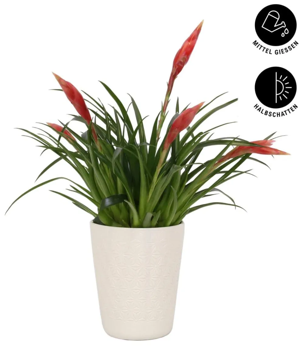 Dehner Bromelien|Zimmerpflanzen Mit Übertopf > Flammendes Schwert - Vriesea Multiflora 'Astrid', in Keramik