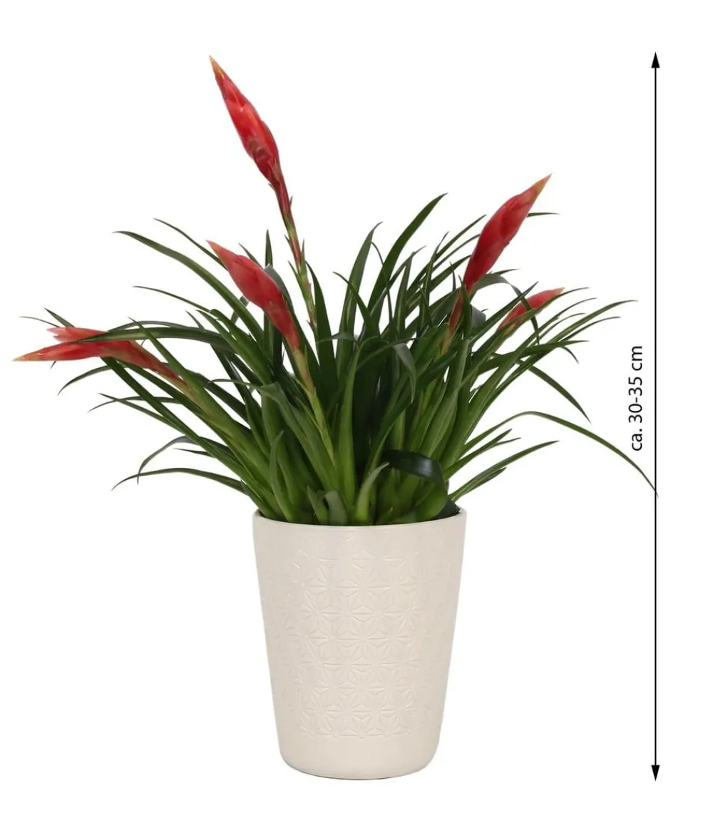 Dehner Bromelien|Zimmerpflanzen Mit Übertopf > Flammendes Schwert - Vriesea Multiflora 'Astrid', in Keramik