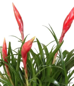 Dehner Bromelien|Zimmerpflanzen Mit Übertopf > Flammendes Schwert - Vriesea Multiflora 'Astrid', in Keramik