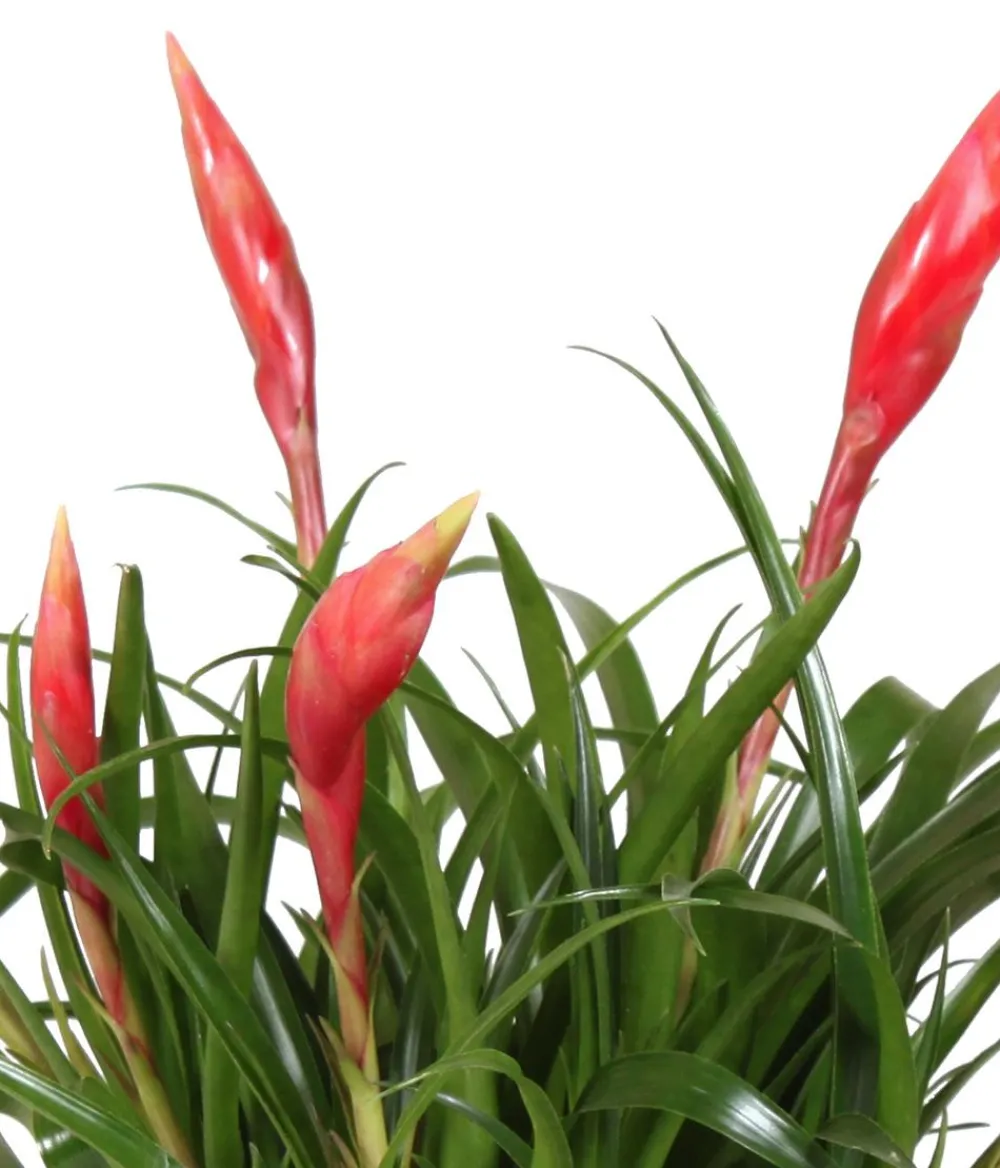 Dehner Bromelien|Zimmerpflanzen Mit Übertopf > Flammendes Schwert - Vriesea Multiflora 'Astrid', in Keramik