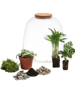 Dehner Flaschengarten DIY-Set Mini-Urwald, 8-teilig Grün Online