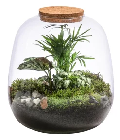 Dehner Flaschengarten DIY-Set Mini-Urwald, 8-teilig Grün Online