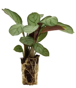 Dehner Flaschengarten DIY-Set Tropisches Paradies, 9-teilig, ca. Ø40/H29 cm Grün Sale