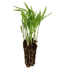 Dehner Flaschengarten DIY-Set Tropisches Paradies, 9-teilig, ca. Ø40/H29 cm Grün Sale