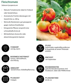 Dehner Auberginen- & Tomatenpflanzen - Fleischtomate, Rot