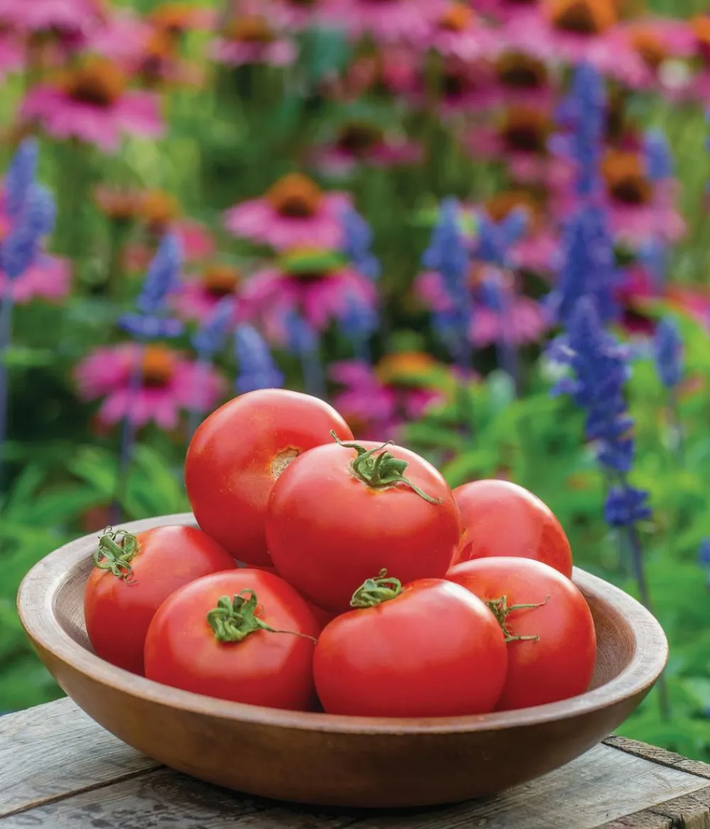 Dehner Auberginen- & Tomatenpflanzen - Fleischtomate, Rot