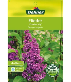 Dehner Laubgehölze|Flieder - Flieder 'Charles Joly' Lila