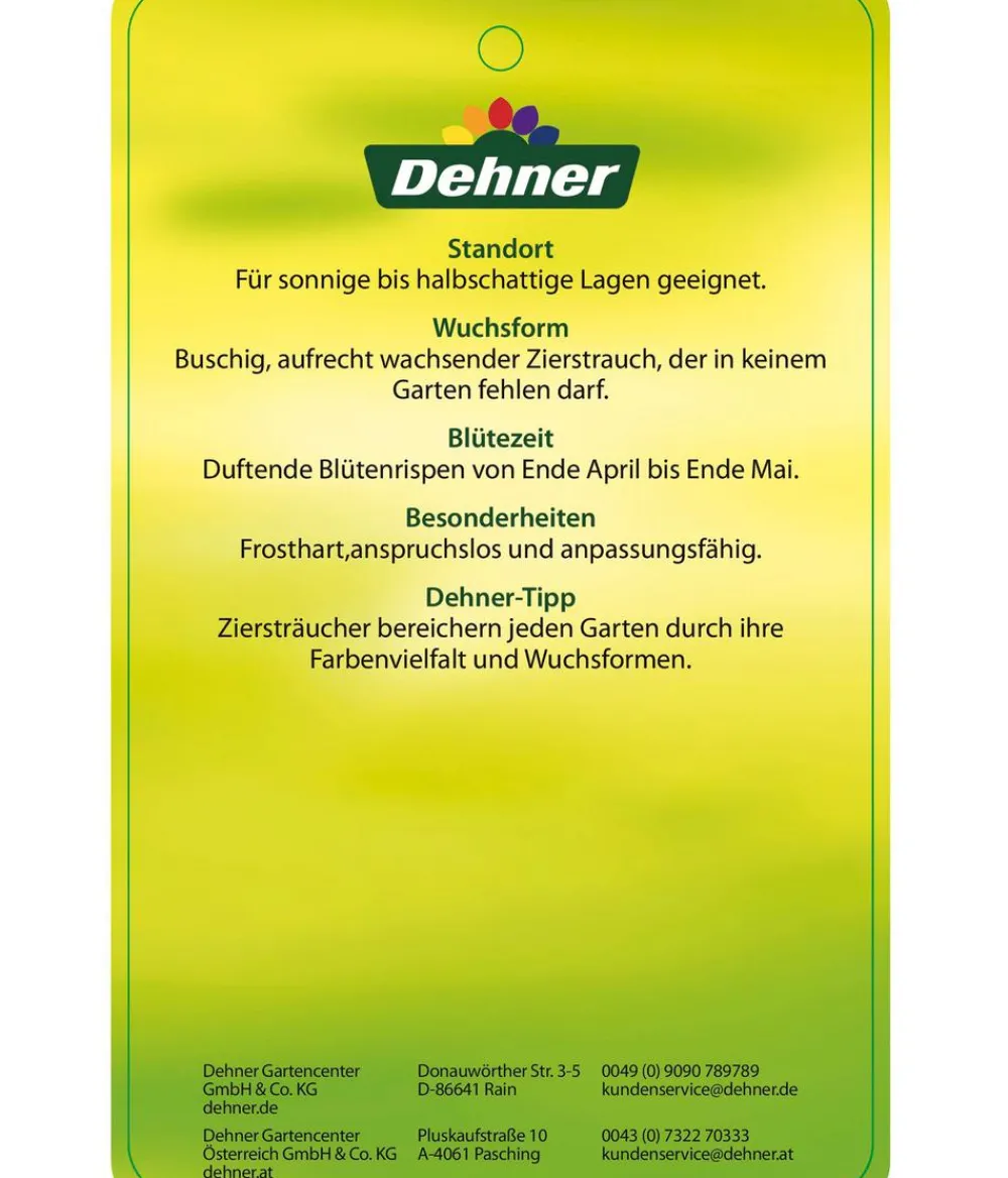 Dehner Laubgehölze|Flieder - Flieder 'Charles Joly' Lila
