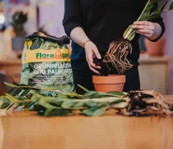Floragard Aktiv Grünpflanzen- und Palmenerde Online