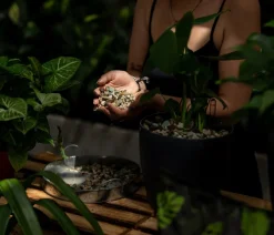 Floragard Spezialerde - Green Jungle Mix