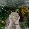 Floragard Spezialerde - Miscanthus Mulch, 125 l