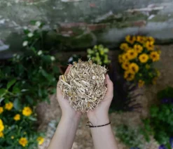 Floragard Spezialerde - Miscanthus Mulch, 125 l