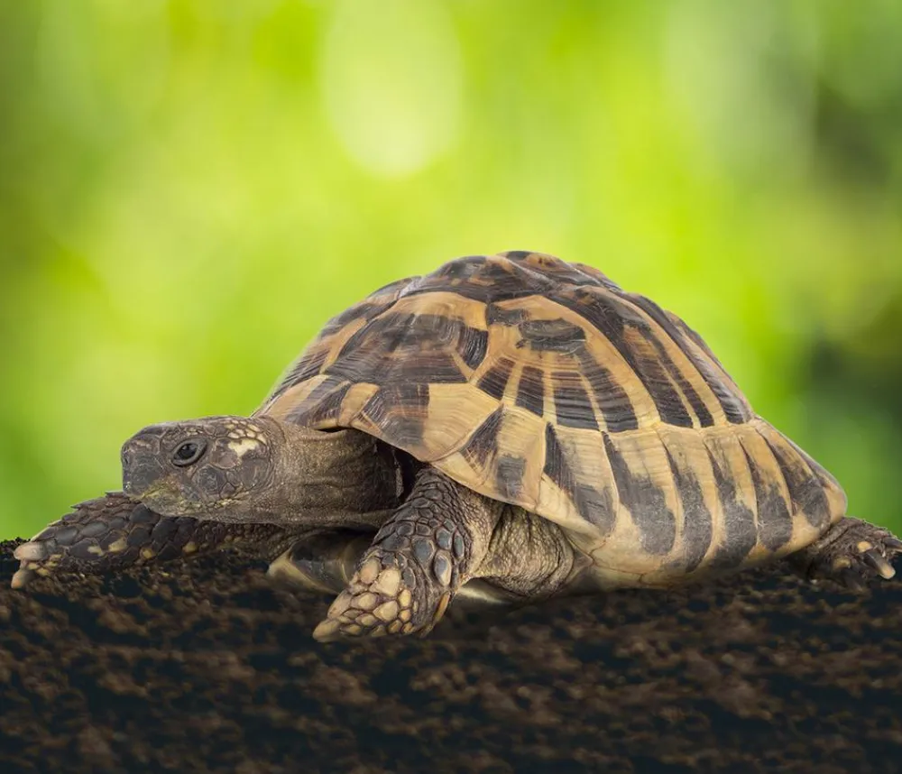 Floragard Spezialerde > Schildkrötensubstrat