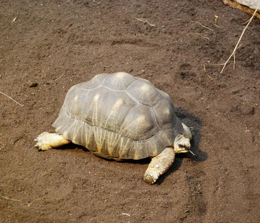Floragard Schildkrötensubstrat Best