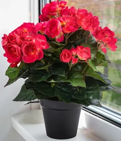 Flower Manufaktur Kunstpflanze Begonie, ca. H33 cm Rosa Best