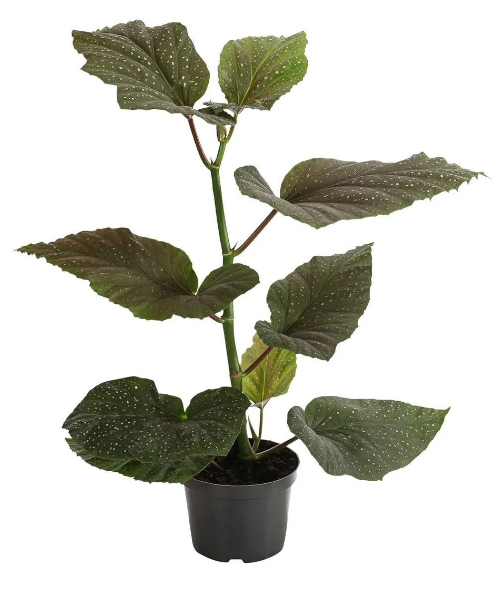 Dehner Forellenbegonie - Begonia maculata 'Wings' Online