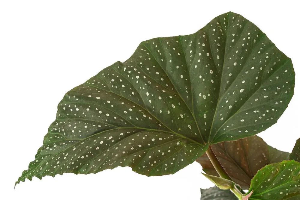 Dehner Forellenbegonie - Begonia maculata 'Wings' Online