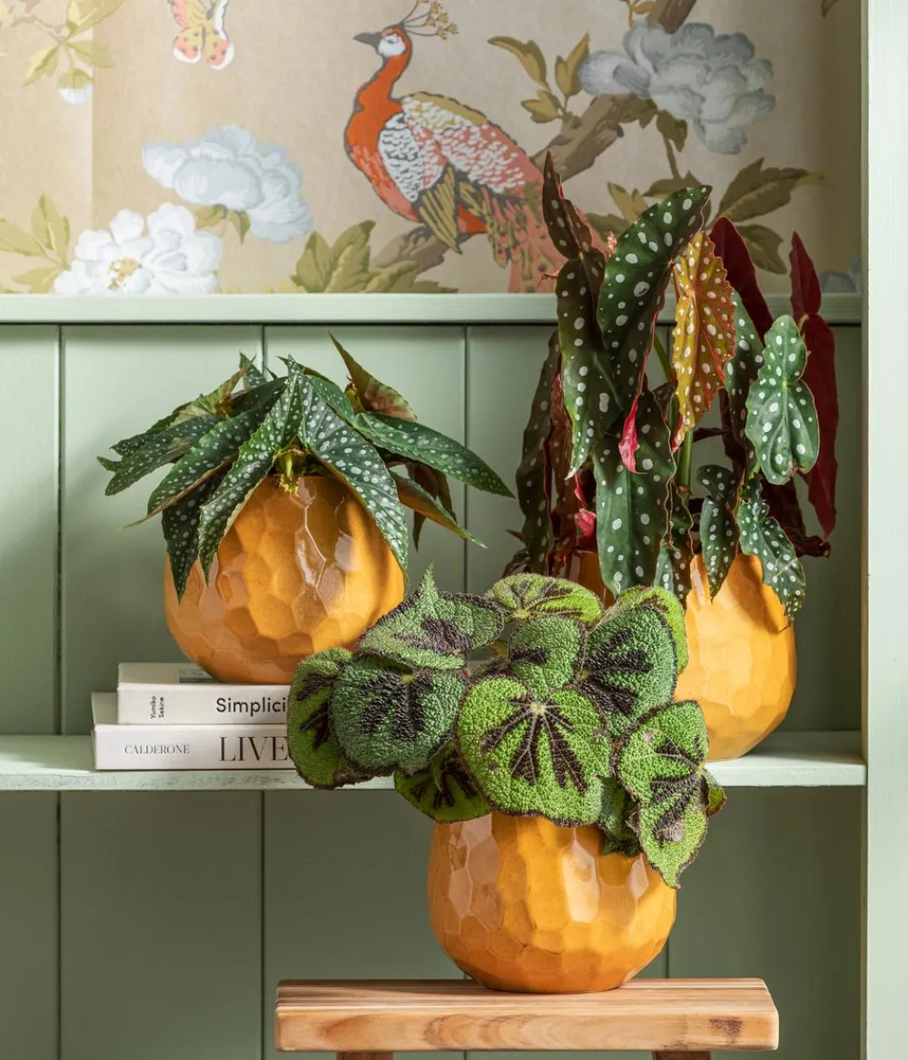 Dehner Forellenbegonie - Begonia maculata 'Wings' Online