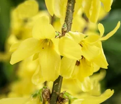 Dehner Laubgehölze|Blühende Sträucher - Forsythie 'Minigold' Gelb