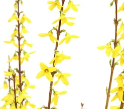 Dehner Laubgehölze|Blühende Sträucher > Forsythie 'Weekend'