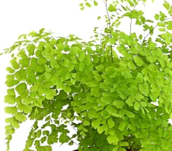 Dehner Grünpflanzen - Frauenhaarfarn - Adiantum raddianum Grün