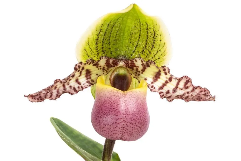 Dehner Orchideen - Frauenschuh - Paphiopedilum compley hybride cultivars 'Pinocchio'