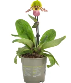 Dehner Orchideen - Frauenschuh - Paphiopedilum compley hybride cultivars 'Pinocchio'