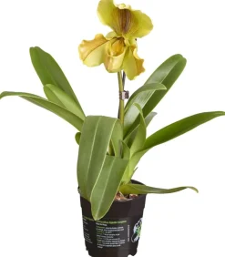 Dehner Frauenschuh - Paphiopedilum hybride, verschiedene Sorten Discount