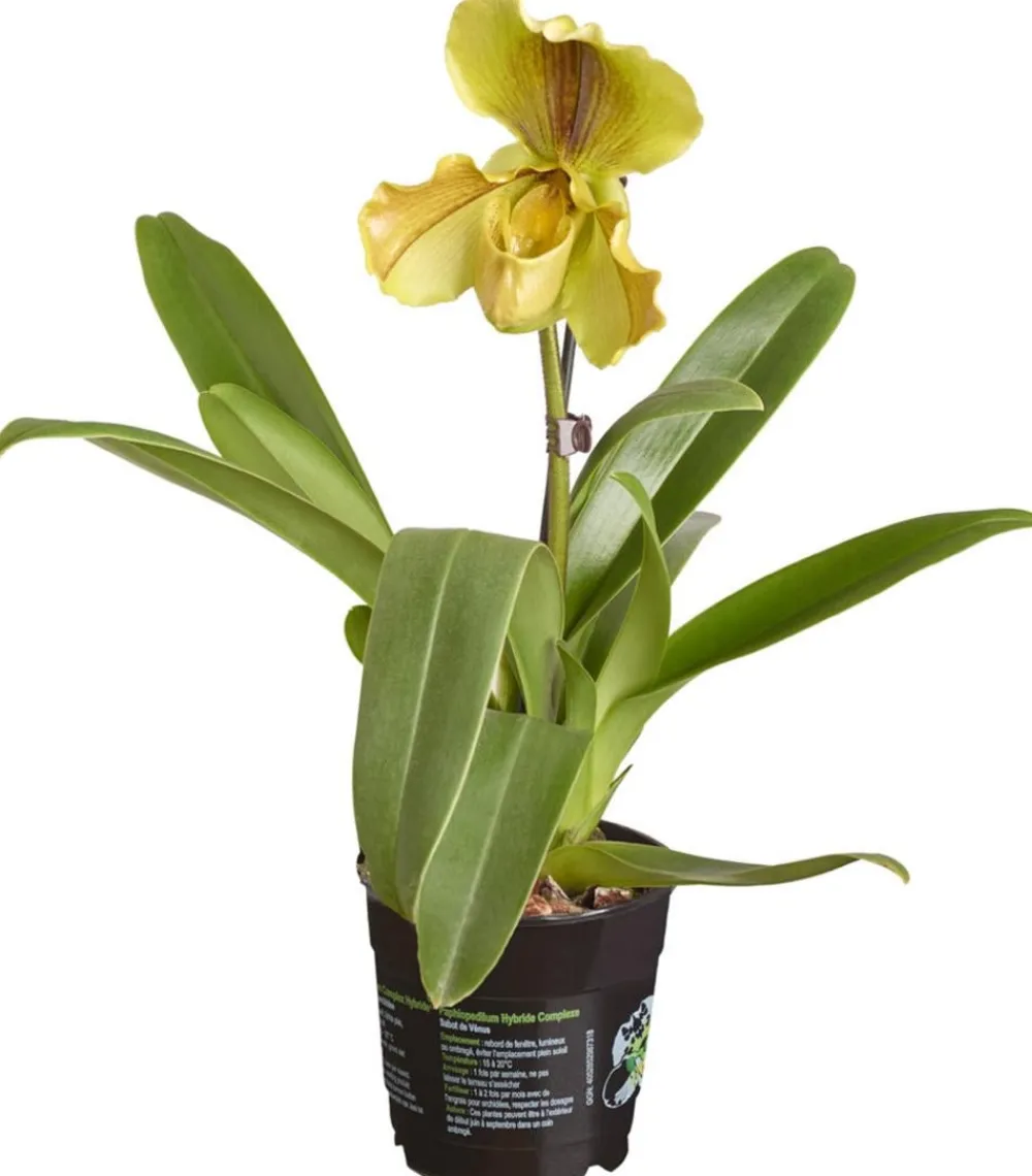 Dehner Frauenschuh - Paphiopedilum hybride, verschiedene Sorten Discount
