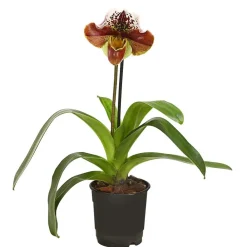 Dehner Frauenschuh - Paphiopedilum hybride, verschiedene Sorten Discount