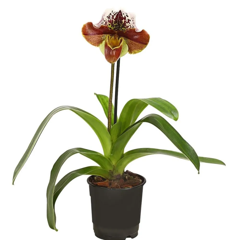 Dehner Frauenschuh - Paphiopedilum hybride, verschiedene Sorten Discount