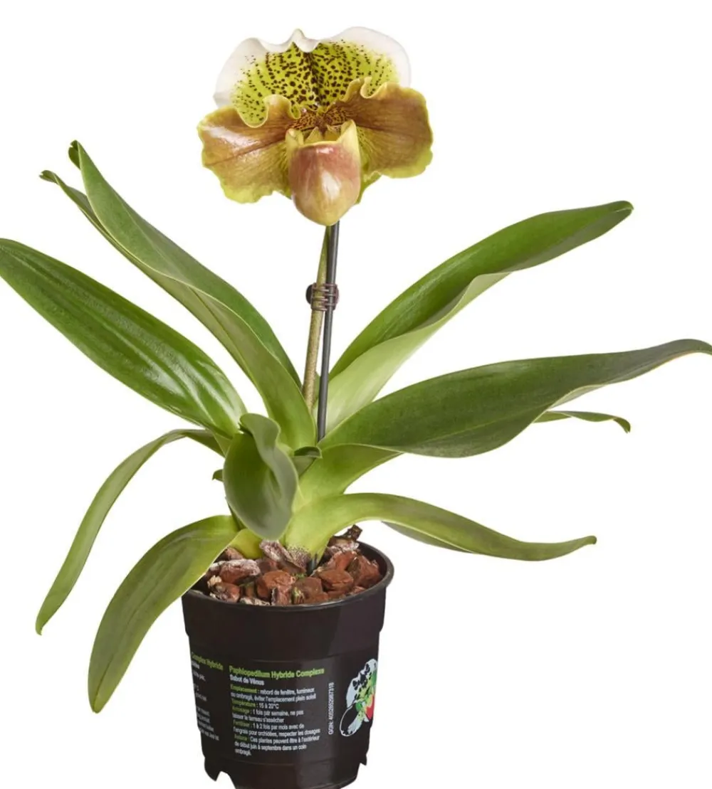 Dehner Frauenschuh - Paphiopedilum hybride, verschiedene Sorten Discount