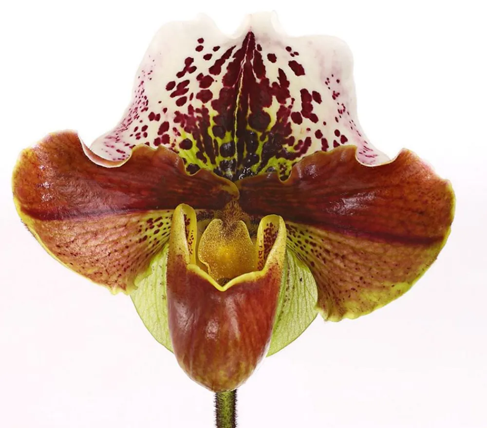Dehner Frauenschuh - Paphiopedilum hybride, verschiedene Sorten Discount
