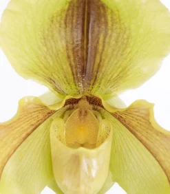 Dehner Frauenschuh - Paphiopedilum hybride, verschiedene Sorten Discount