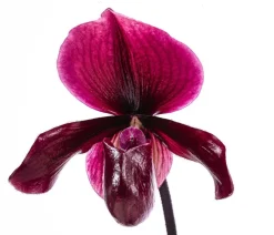 Dehner Frauenschuh - Paphiopedilum 'Vinicolor' Dunkelrot Discount