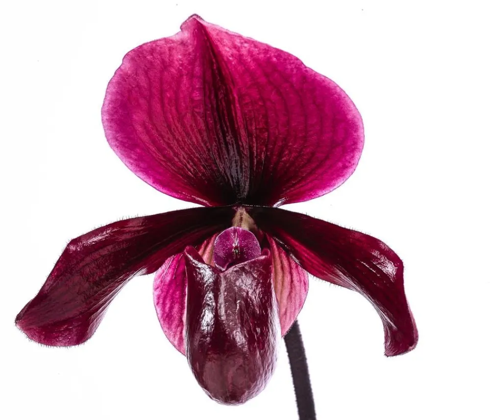 Dehner Frauenschuh - Paphiopedilum 'Vinicolor' Dunkelrot Discount