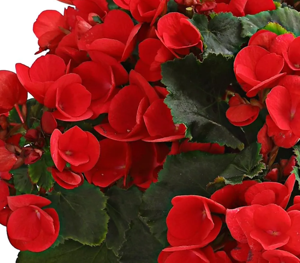 Dehner Grabschmuck & Grabgestaltung|Terrassenpflanzen > Freiland-Begonie 'Betulia', verschiedene Farben