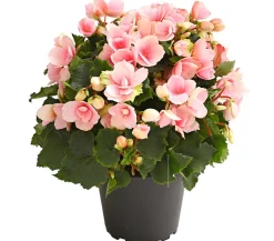 Dehner Grabschmuck & Grabgestaltung|Terrassenpflanzen > Freiland-Begonie 'Betulia', verschiedene Farben