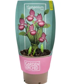 Dehner Sommerstauden|Garten-Raritäten - Freiland-Frauenschuh Rosa