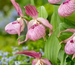 Dehner Sommerstauden|Garten-Raritäten - Freiland-Frauenschuh Rosa