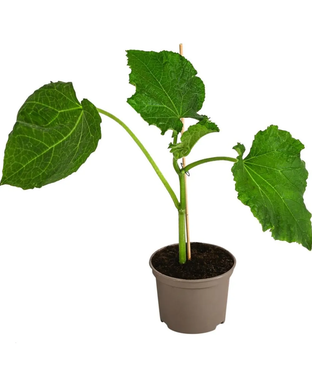 Dehner Zucchini- & Gurkenpflanzen > Freilandgurke